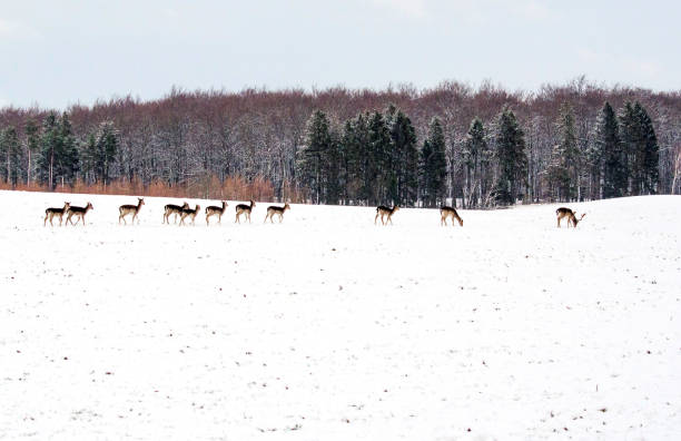Fallow Deer in the wild