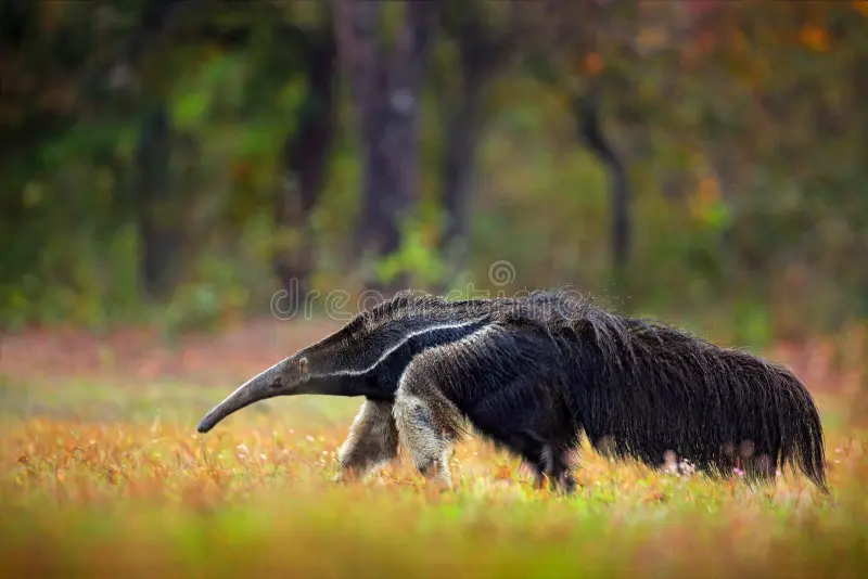 Anteater, cute animal from Brazil. Running Giant Anteater, Myrmecophaga tridactyla, animal with long tail and log nose, in nature forest habitat, Pantanal, Brazil. Wildlife South America. Funny image. Giant anteater stock images, royalty-free photos and pictures
