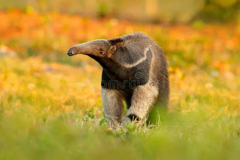 Anteater, cute animal from Brazil. Giant Anteater, Myrmecophaga tridactyla, animal with long tail and log muzzle nose, Pantanal, Brazil. Wildlife scene, wild nature gress meadow. Running in pampas. Giant anteater stock images, royalty-free photos and pictures