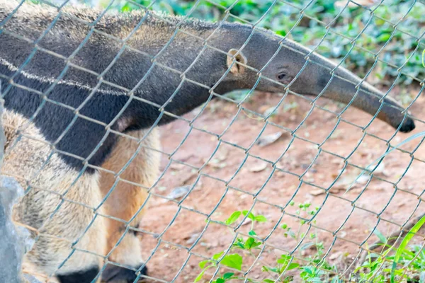 Giant anteater, cute animal from Brazil. Myrmecophaga tridactyla, exotic and endemic animal. Wildlife scene. - Photo, Image
