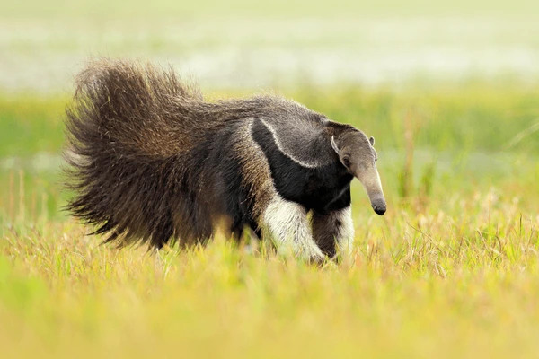 Anteater, cute animal from Brazil. Giant Anteater, Myrmecophaga tridactyla, animal with long tail and log muzzle nose, Pantanal, Brazil. Wildlife scene, running in pampas. Stock Photo