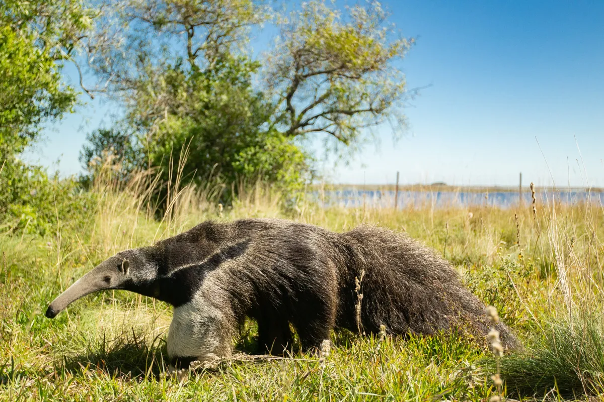 Giant Anteater in Ibera