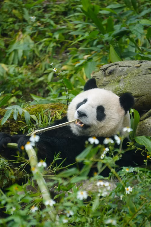 Free A giant panda peacefully munches on bamboo amidst a verdant, natural habitat, exemplifying wildlife at ease. Stock Photo