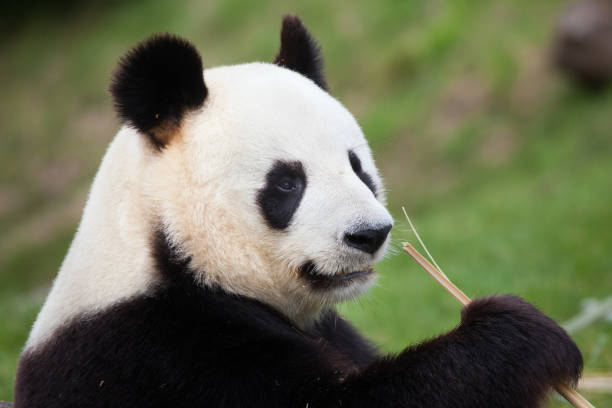 Giant panda (Ailuropoda melanoleuca). Giant panda (Ailuropoda melanoleuca). Wildlife animal. giant panda china wild stock pictures, royalty-free photos & images