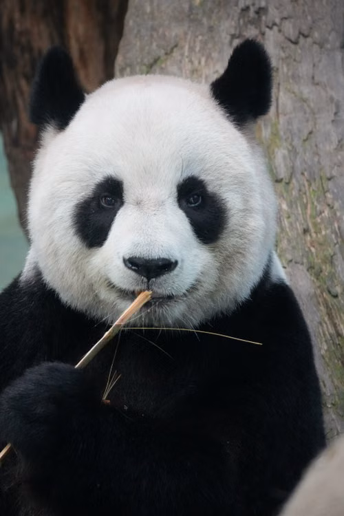 Free A delightful giant panda enjoys chomping on bamboo. Capture of wildlife at its cutest. Stock Photo