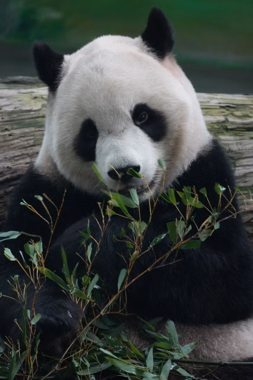 Giant Panda in the wild