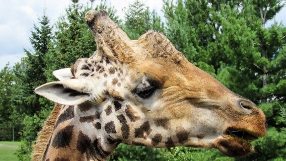 head, safari, wildlife, giraffe, animal, wild, nature, grass