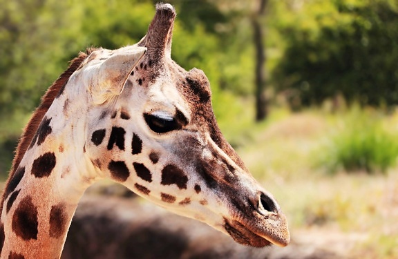 giraffe, safari, nature, animal, wild, wildlife, head