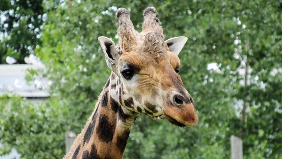 head, horn, giraffe, animal, wildlife, wild, nature, grass