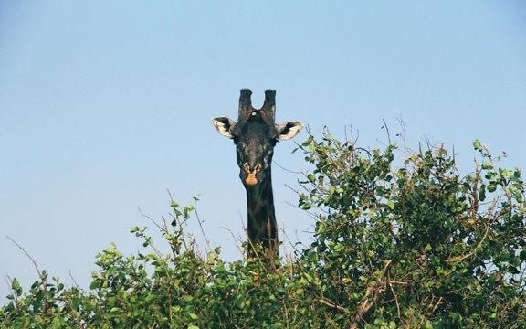 Giraffe in the wild