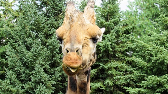 wildlife, giraffe, nature, animal, wild, tree, wood, park