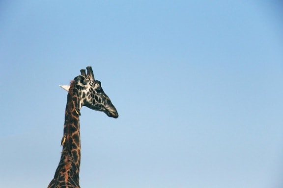 sky, wildlife, nature, giraffe, daylight, animal