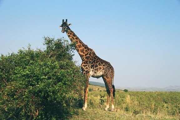 giraffe, wildlife, nature, Africa, wild, animal, grassland