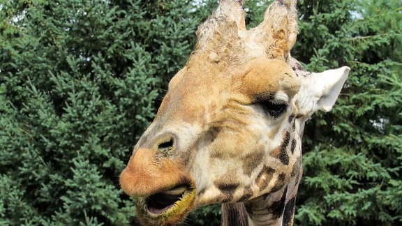 head, giraffe, wild, wildlife, nature, animal, fur, portrait