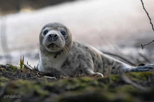 r/wildlifephotography - I met a grey seal pup in the forest