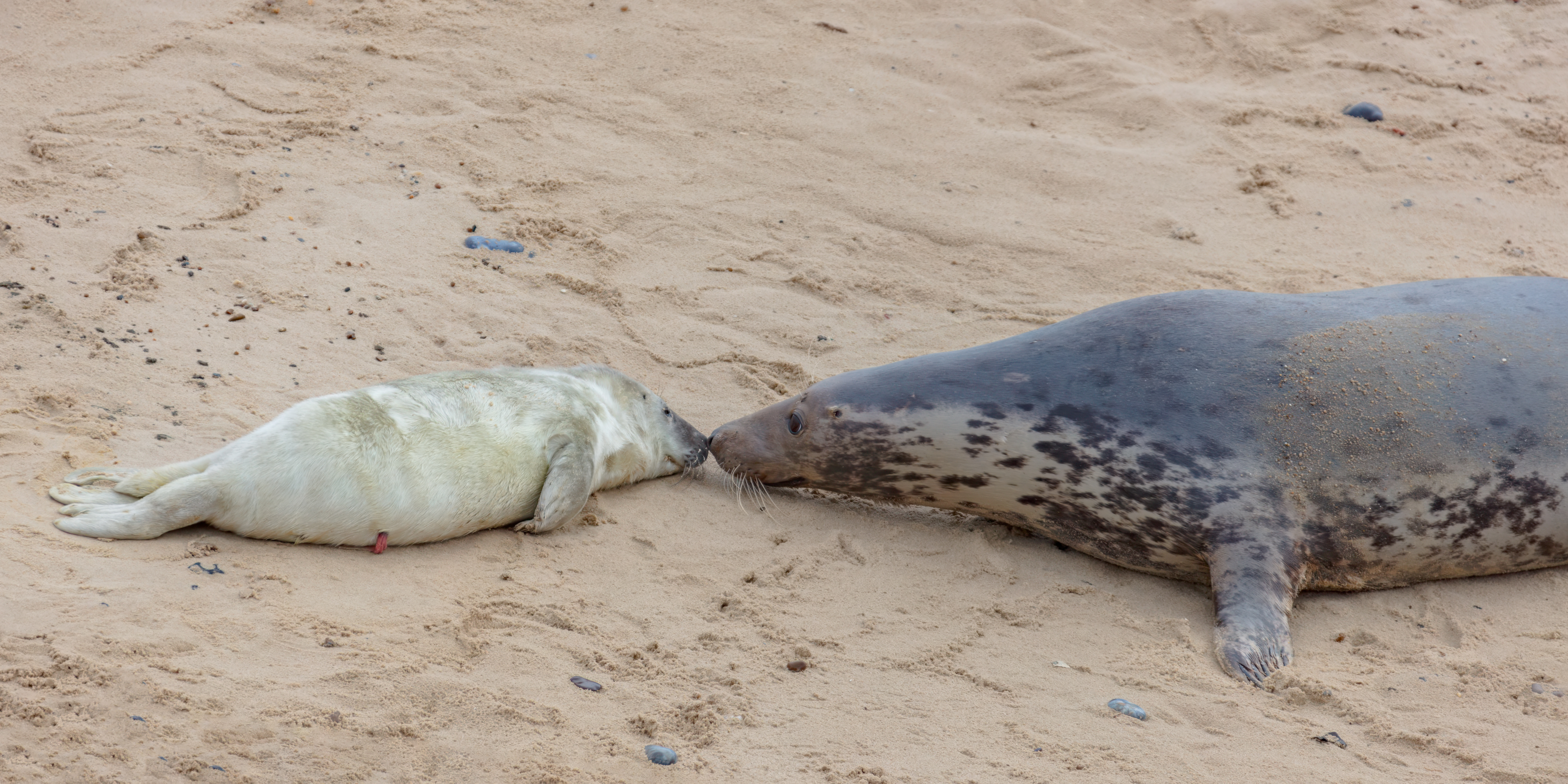 Grey seal with dark spots touches its nose to a white seal pup.