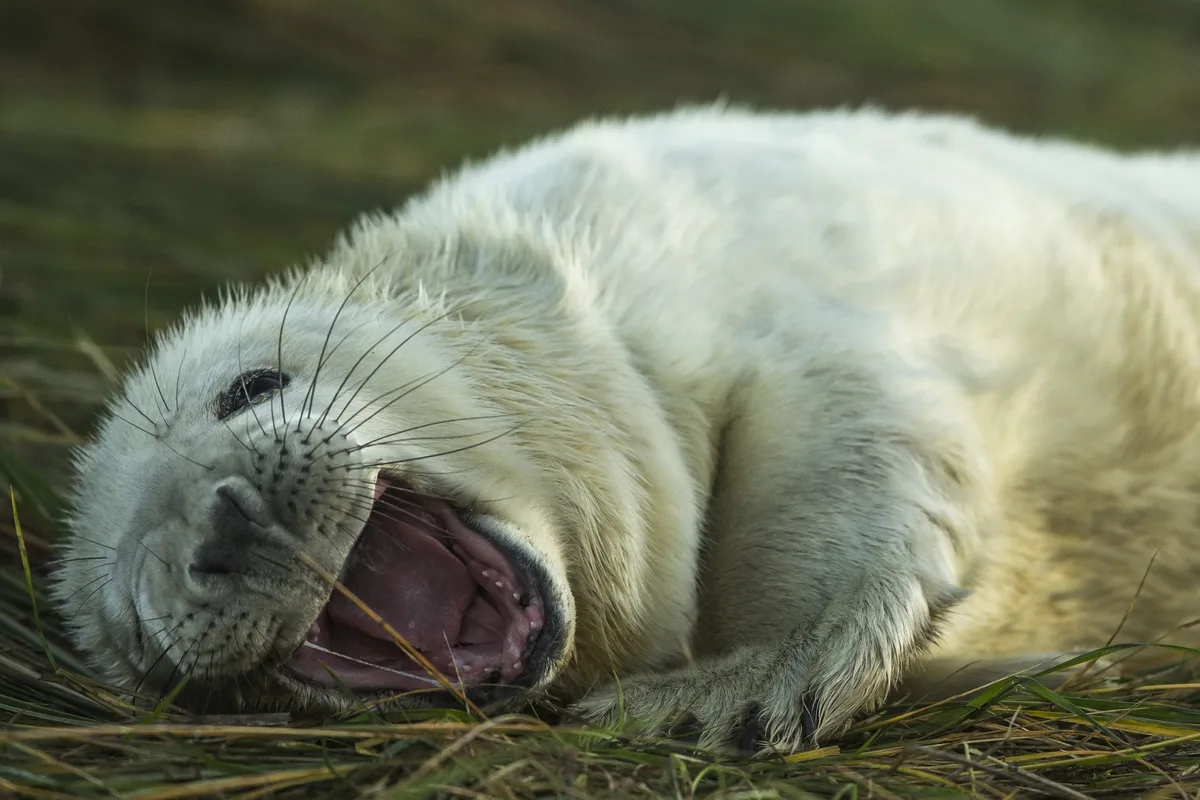 Grey Seal in the wild