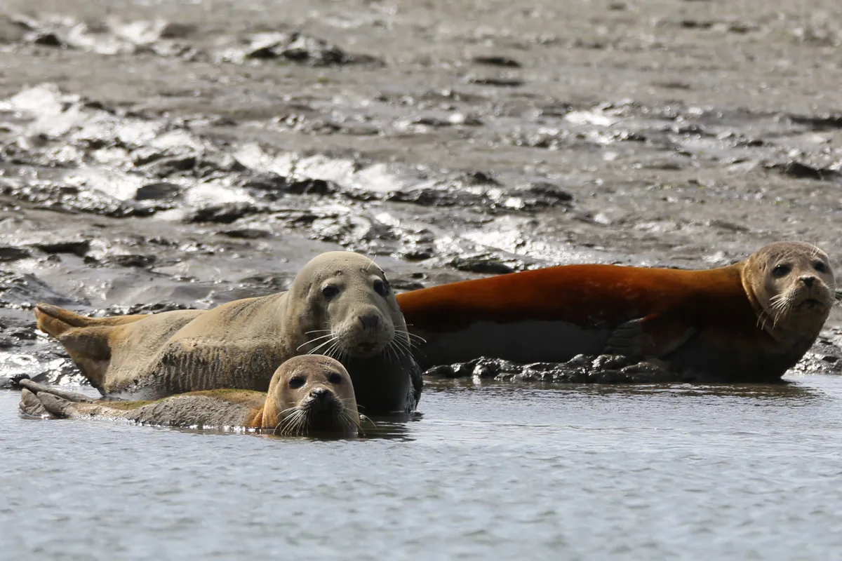 Grey Seal flying