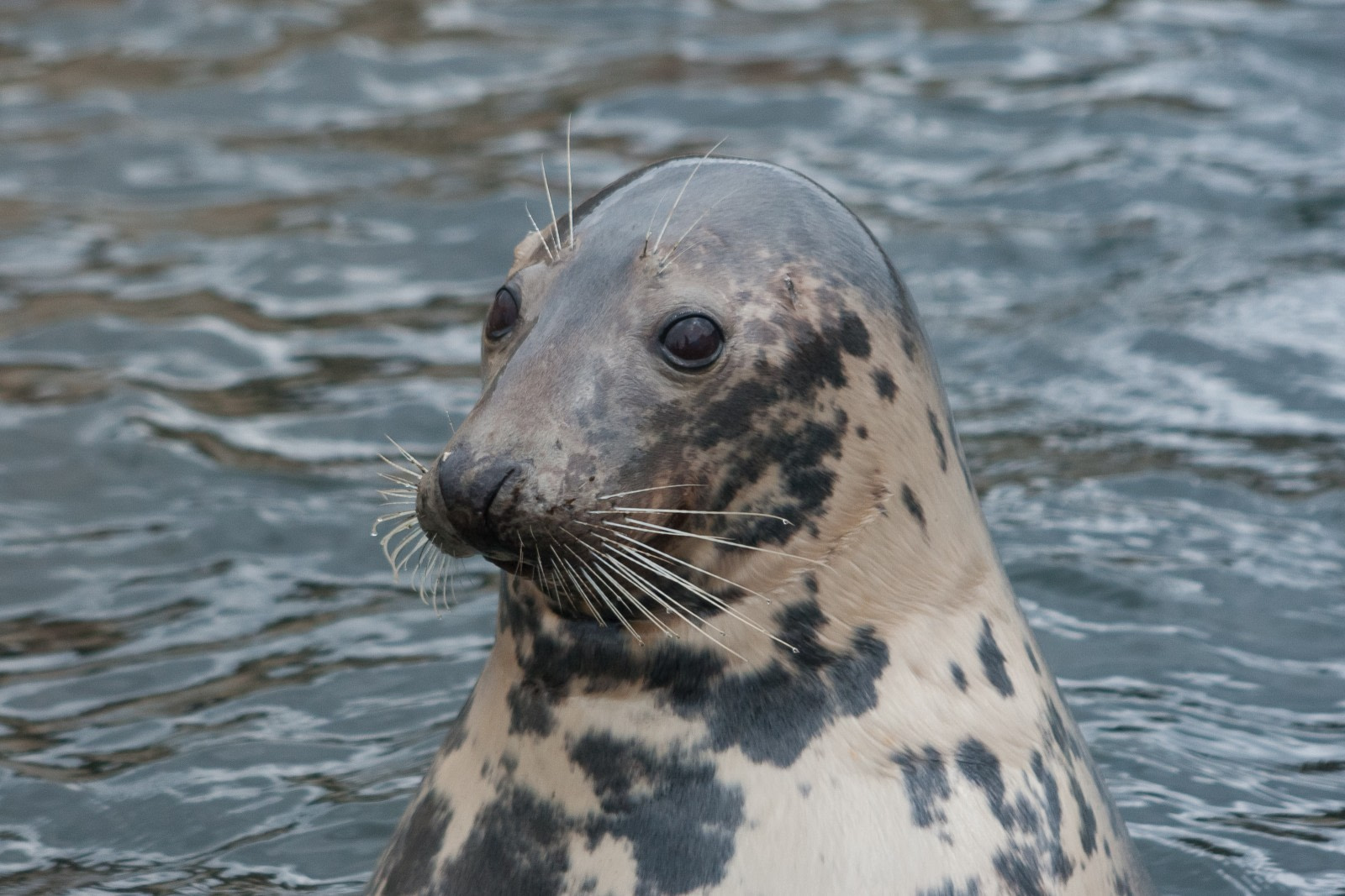 Grey Seal