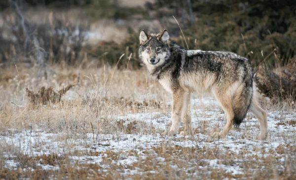 Grey wolf in the wild Stock Photo