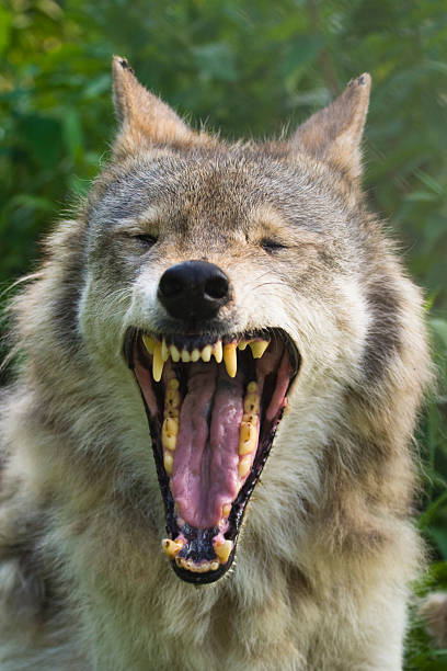 gray wolf - canis lupus, in the wild in indiana, usa - american grey wolf stock pictures, royalty-free photos & images