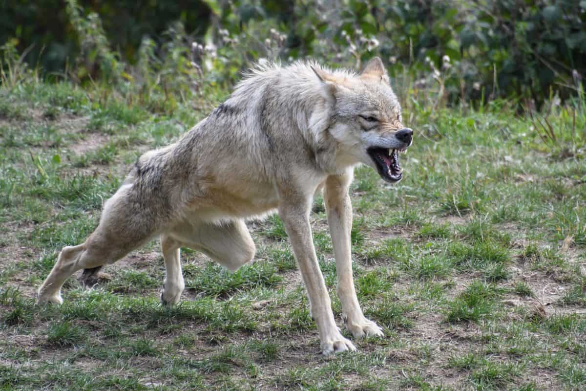Grey Wolf in the wild