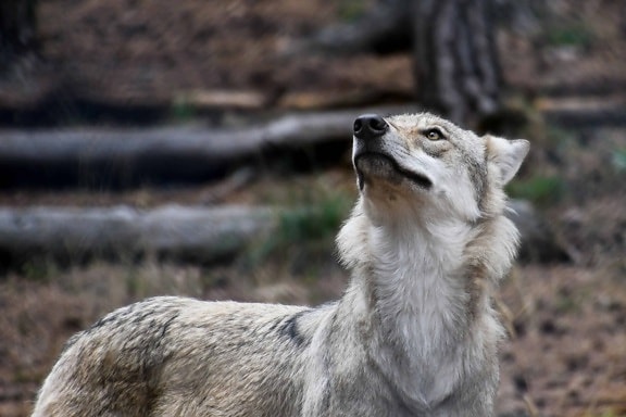 animal, wild, grey wolf, forest, nature, predator, fur