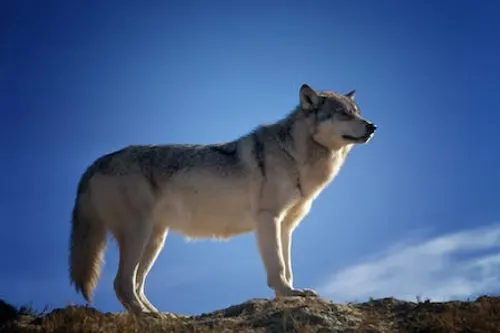 A grey wolf standing on all fours on uneven ground with a bright blue sky behind it.