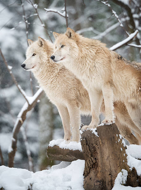 Arctic Wolves Pack in Wildlife, Winter Forest Arctic Wolves Pack in Wildlife, Winter Forest pictures of grey wolf stock pictures, royalty-free photos & images