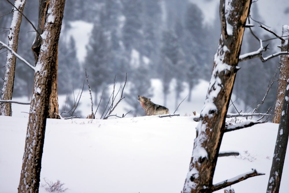 Grey wolf howling in natural habitat representing communication, bonding, and life cycle development within the pack