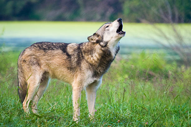 grey wolf howling - canis lupus, in the wild in indiana, usa - wolves habitat stock pictures, royalty-free photos & images