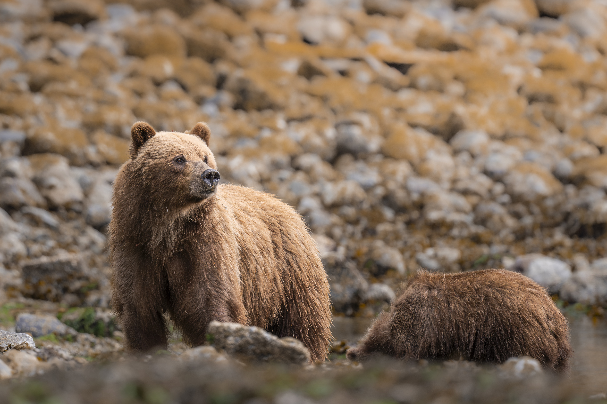 In a rocky, natural setting, two brown bears captivate the scene. One stands upright, gazing to the side, while the other seems to be searching the ground. This picturesque moment is reminiscent of sights seen on grizzly bear watching tours, with stones and patches of moss as their backdrop.