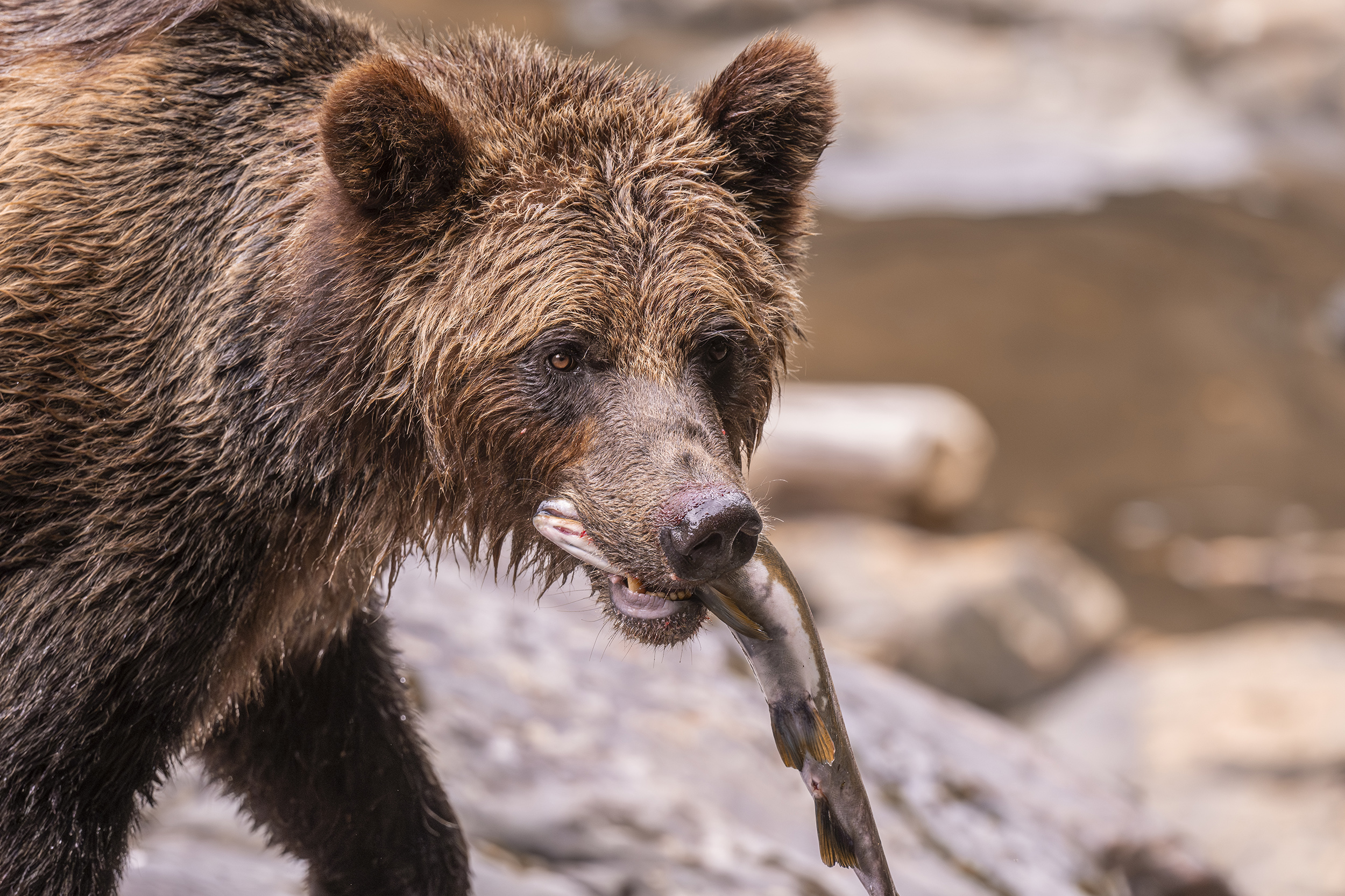 A grizzly bear stands on rocks near a river, holding a fish in its mouth. Its wet fur gleams under the sun, as if inviting visitors to experience the wild through grizzly bear watching tours. The blurred background conveys a serene, natural outdoor setting.