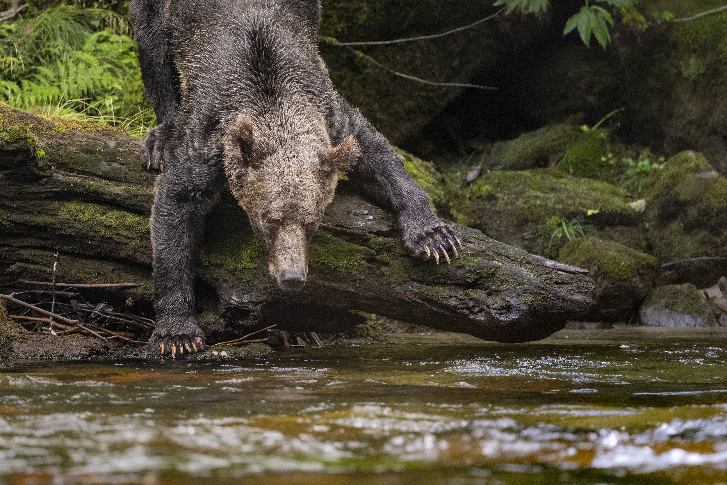 Grizzly Bear in the wild