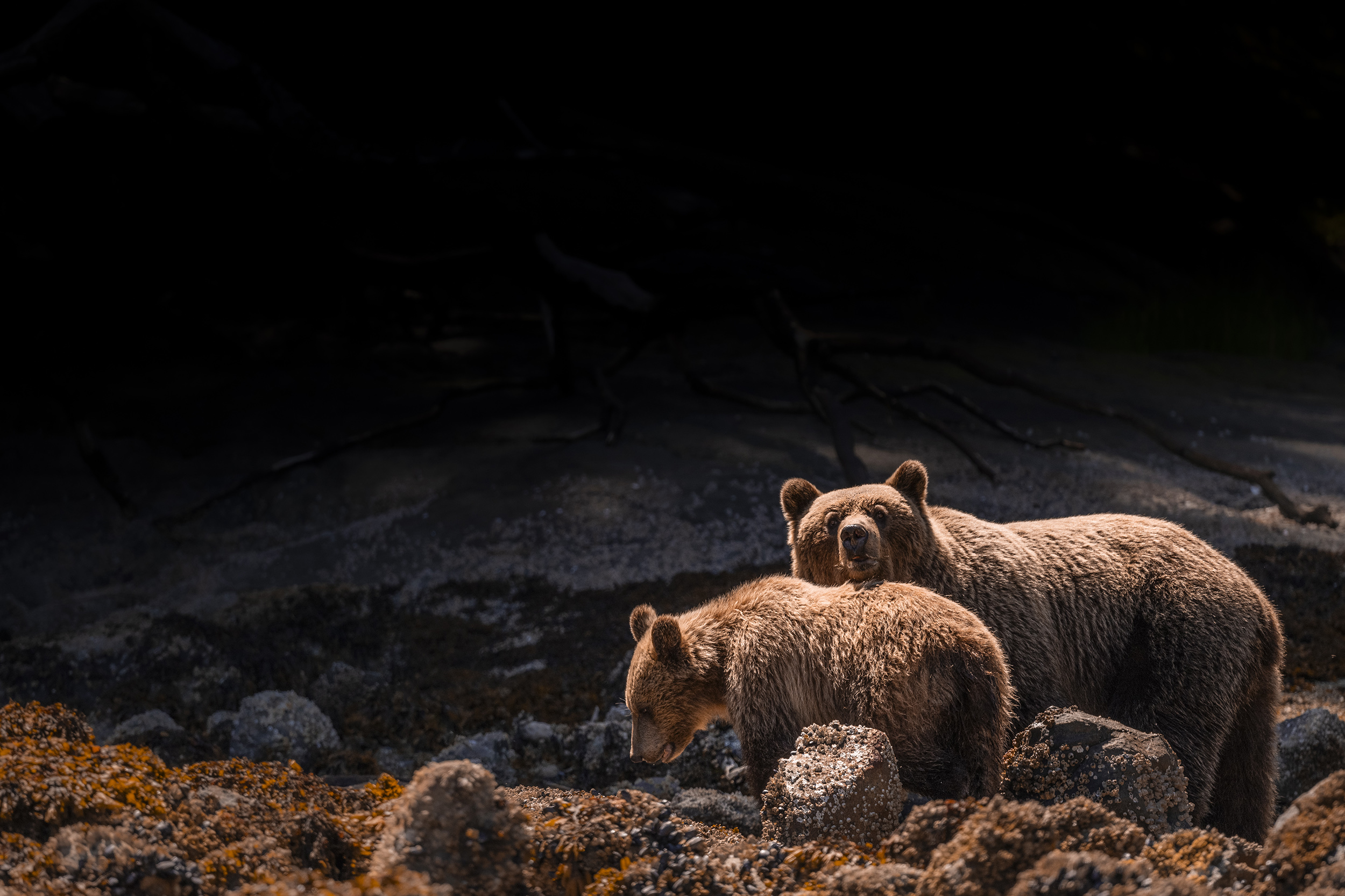 Two bears stand on rocky terrain, with one looking directly at the camera as if inviting you to join a grizzly bear watching tour, while the other faces downward. The dark background highlights the majestic presence of these incredible creatures.
