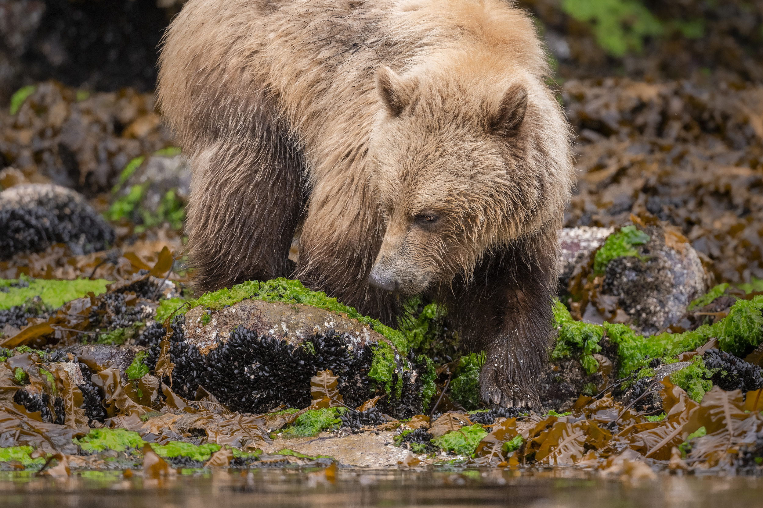 A grizzly bear with shaggy fur forages among seaweed-covered rocks along a rocky shoreline. Its head is slightly lowered as it inspects the ground, surrounded by green algae and wet stones.