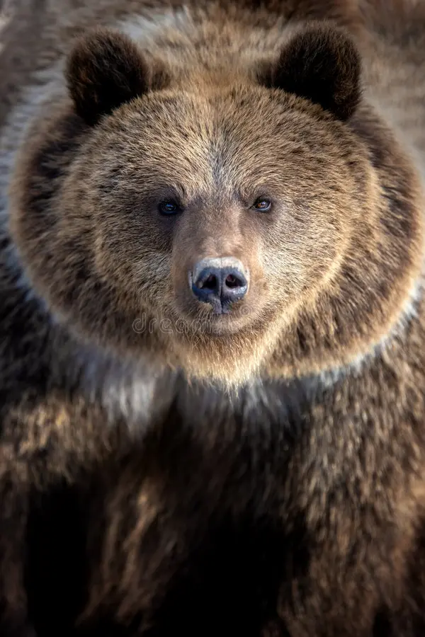 A grizzly bear stands prominently in its natural habitat, capturing attention with its thick fur and rounded face. The bear seems alert and curious, reflecting the essence of wildlife. Its strong presence emphasizes the beauty and strength of animals in the wild. Grizzly bear stock images, royalty-free photos and pictures