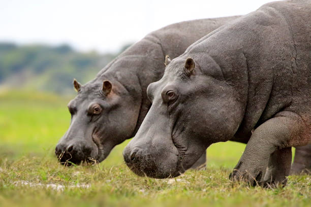 Hippopotamus wildlife African safari animals nature wilderness riverbank water Chobe Hippopotamus wildlife African safari animals nature wilderness riverbank water Chobe hippos in the beautiful nature habitat stock pictures, royalty-free photos & images