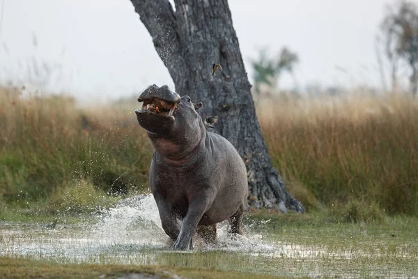 Hippopotamus in the wild