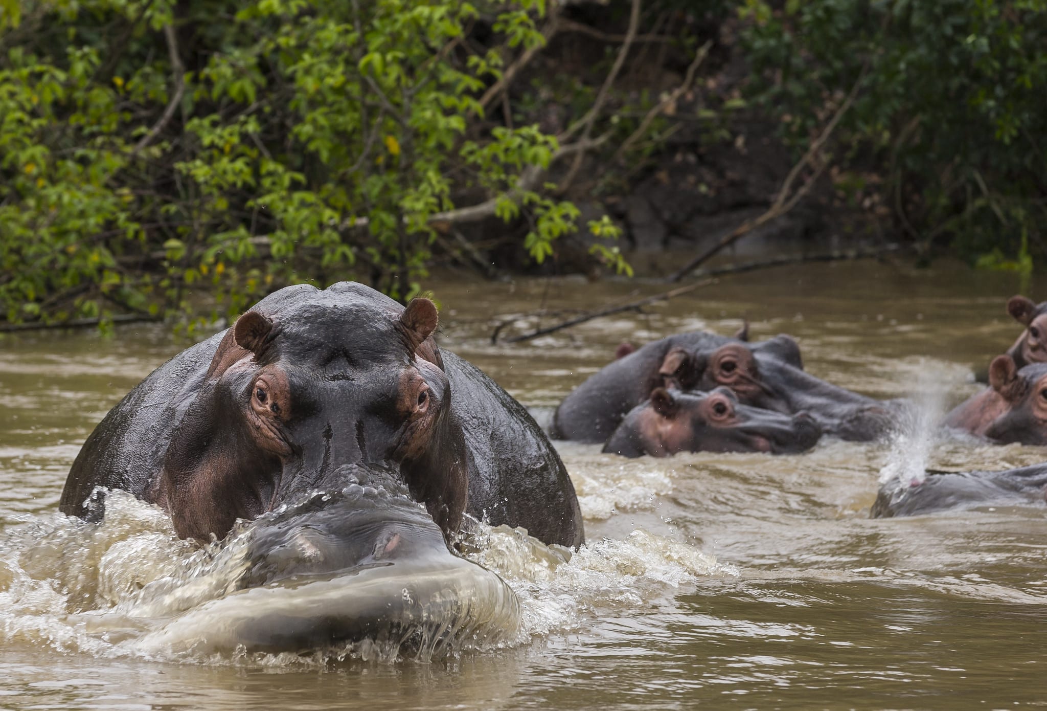 Close-up of a hippopotamus on Lake Edward