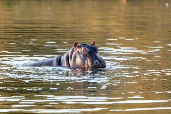 Hippo, Hippopotamus Hippopotamus amphibius, in natural habitat Pilanesberg National Park, South Africa safari, wildlife - Photo, Image