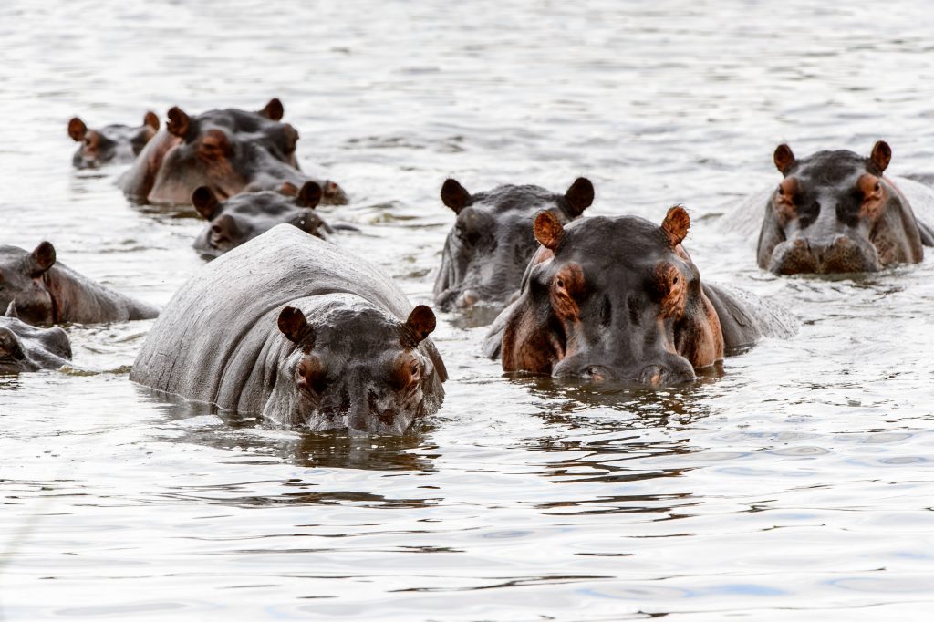 Hippopotamus flying