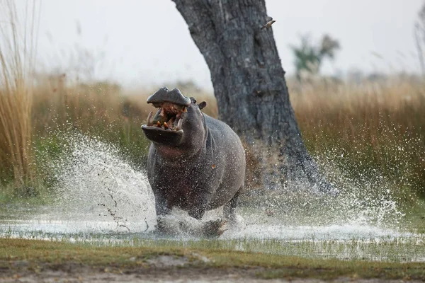 Aggressive male hippo attacking in water. Wild animal in the nature habitat. African wildlife. Hippopotamus amphibius. - Photo, Image