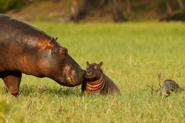 Animal mammal hippo mother baby young born grass wildlife Africa nature savanna water Animal mammal hippo mother baby young born grass wildlife Africa nature savanna water hippopotamus stock pictures, royalty-free photos & images