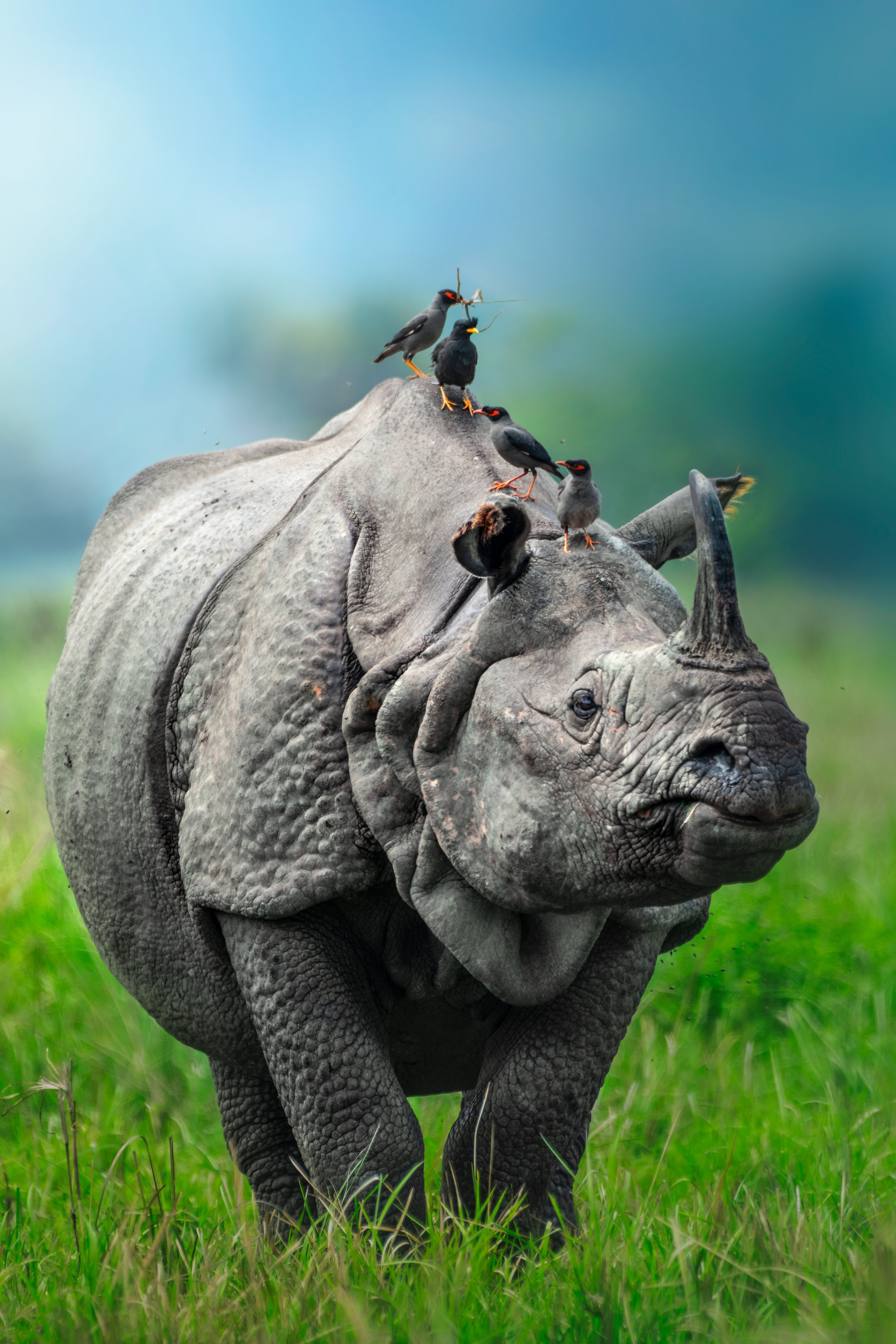The Indian rhinoceros's single horn