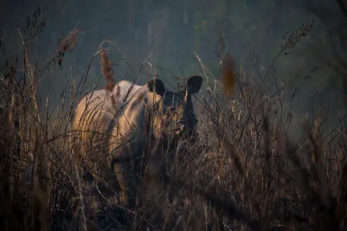 An Indian rhinoceros (Rhinoceros unicornis), also called the greater one-horned rhinoceros, photographed in Bardia National Park, Nepal.
