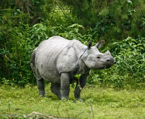 Free Close-up of an Indian rhinoceros in a vibrant jungle setting, showcasing wildlife beauty. Stock Photo