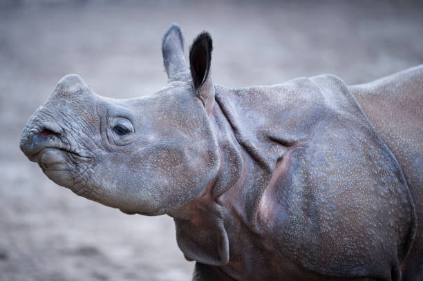 indian rhino in the wilderness of india - indian rhinoceros stock pictures, royalty-free photos & images