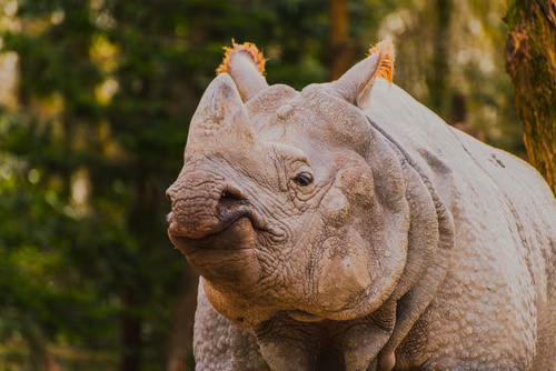 Free Close-up shot of an Indian rhinoceros in its natural habitat with lush greenery. Stock Photo