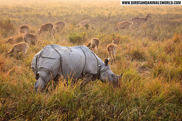 Close-up of one-horned Indian Rhino in the wild